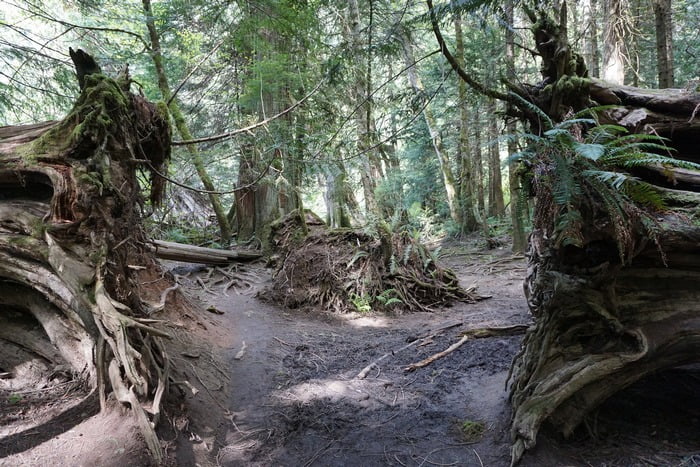 Cathedral Grove